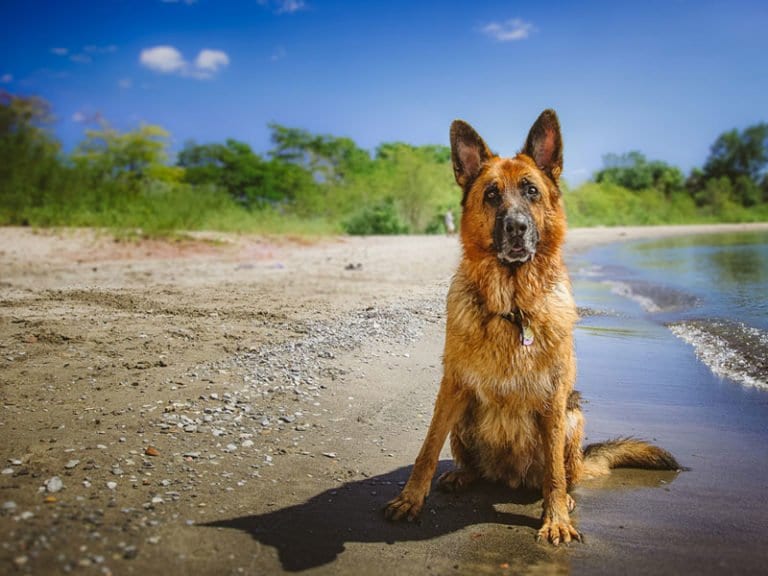 consejos-verano-mascotas