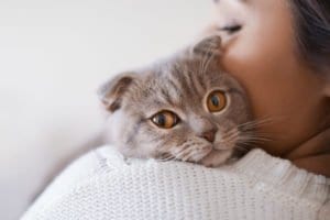 Esterilización Mascotas