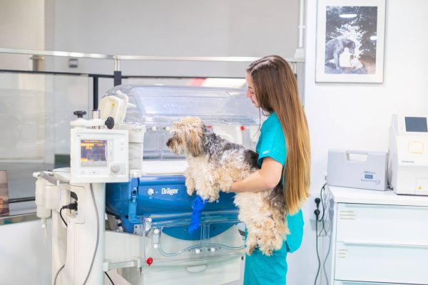 hospital_Ferres_incubadora