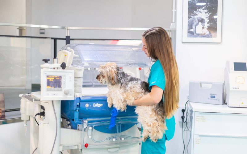 hospital_Ferres_incubadora