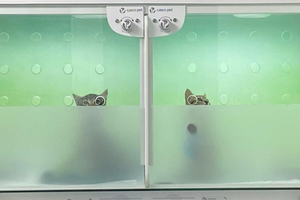 sala hospitalizacion gatos