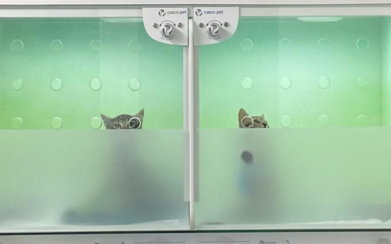 sala hospitalizacion gatos