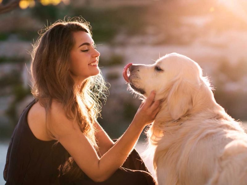 perro-salud-adulto.jpg