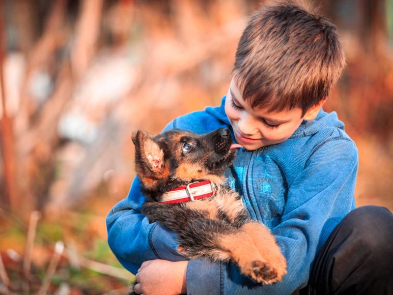 planes-de-salud-cachorros.jpg