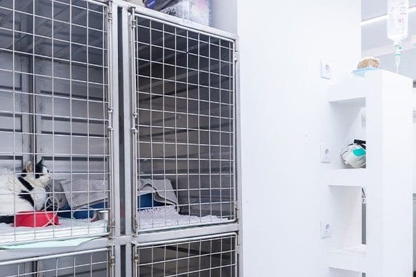 servicios-UCI-veterinario