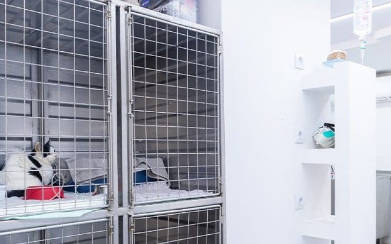 servicios-UCI-veterinario