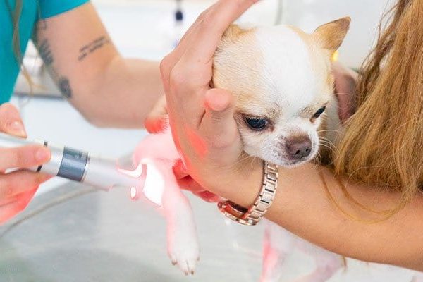 servicios-cirugia-laser-veterinario