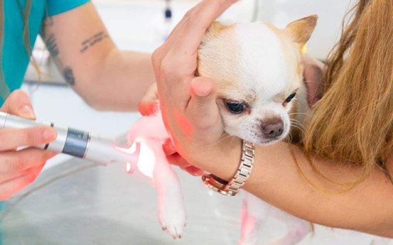 servicios-cirugia-laser-veterinario