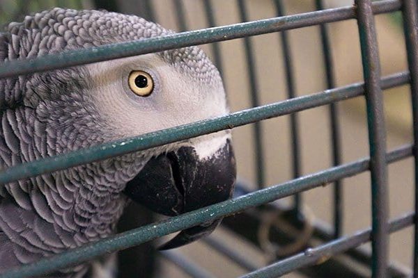 servicios-medicina-exotica-veterinario