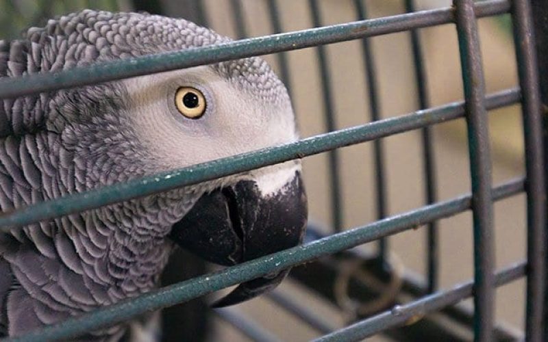 servicios-medicina-exotica-veterinario