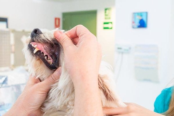 servicios-medicina-preventiva-veterinario