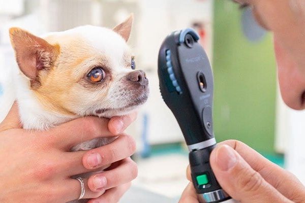 servicios-oftalmologia