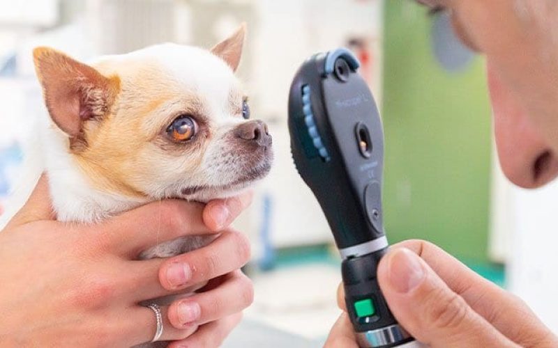 servicios-oftalmologia