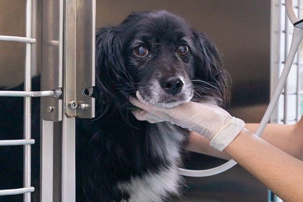 servicios-sala-hospitalizacion-perros-veterinario