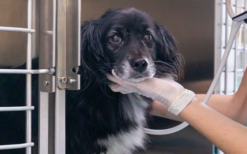 servicios-sala-hospitalizacion-perros-veterinario