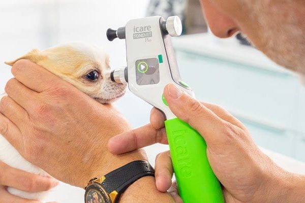 servicios-tonometria-veterinario