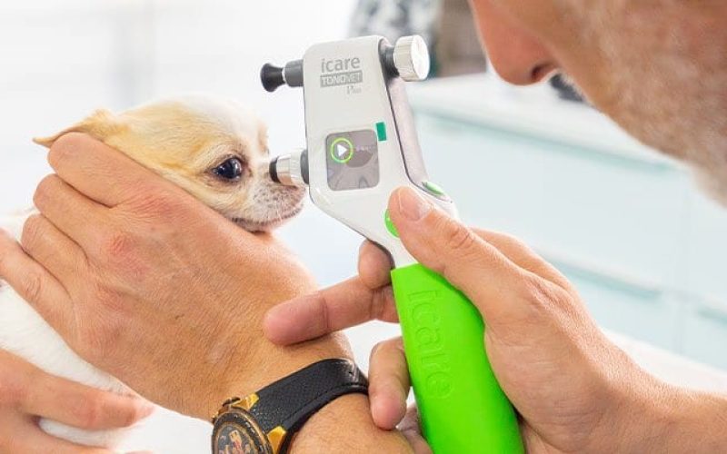servicios-tonometria-veterinario