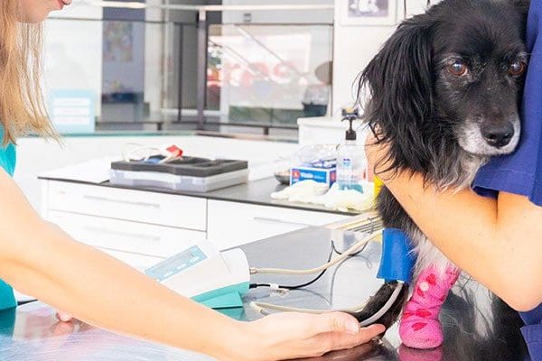 servicios-traumatologia-ortopedia-veterinario