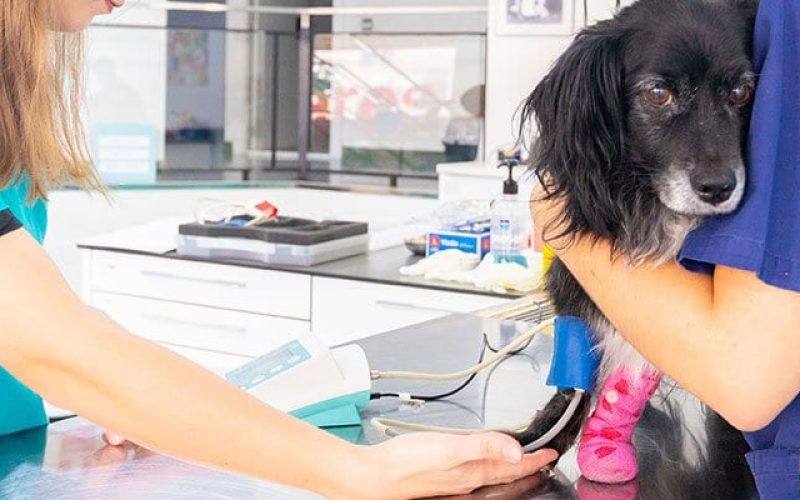 servicios-traumatologia-ortopedia-veterinario