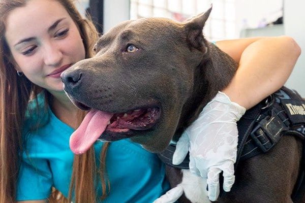 servicios-veterinario