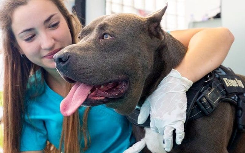 servicios-veterinario