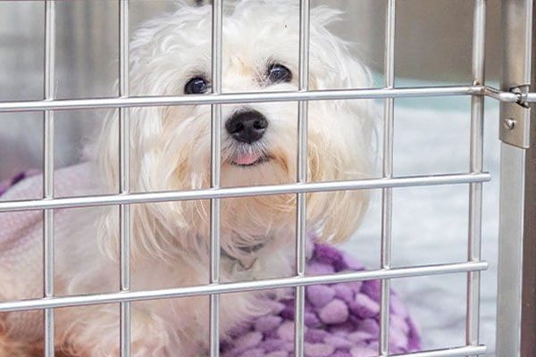 urgencias-24-horas-servicios-veterinario