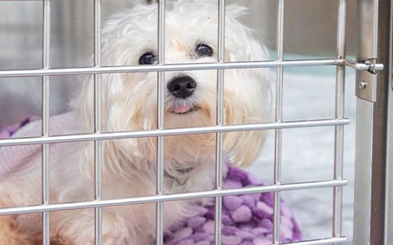 urgencias-24-horas-servicios-veterinario